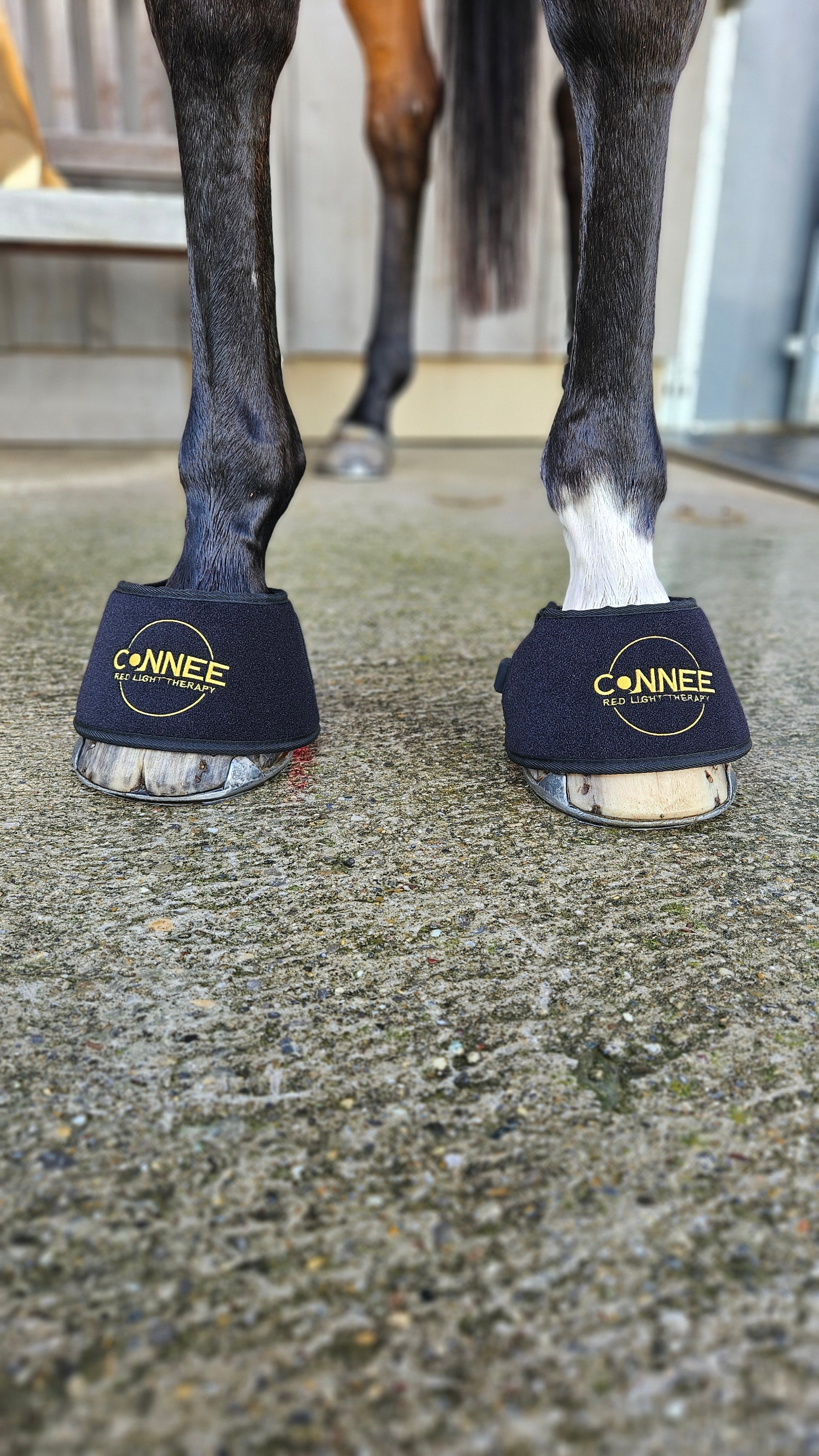 Hufglocken - Connee-Therapy