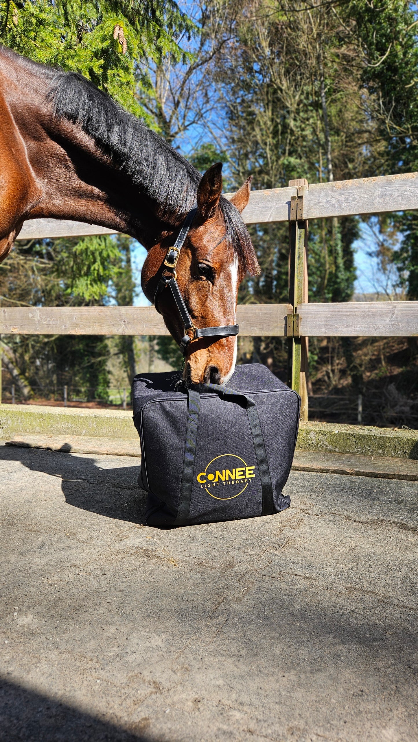 Decke - Connee-Therapy